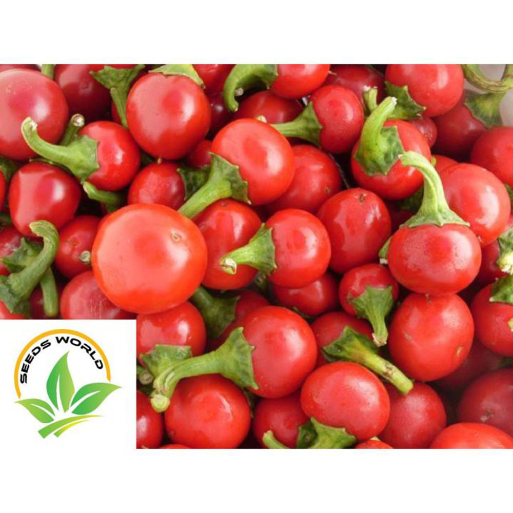 Picture of Advanced inspiring - Upscaled Quality - Hot chili round shaji 115-vegetable seed- (25 pc) - Vintage Choice - Expression of Yourself