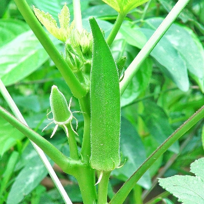 Picture of Imported F1 Hybrid green finger / F1 Hybrid, Winter Vegetable Okra Bhindi/Lady's Finger Seeds 40 pcs