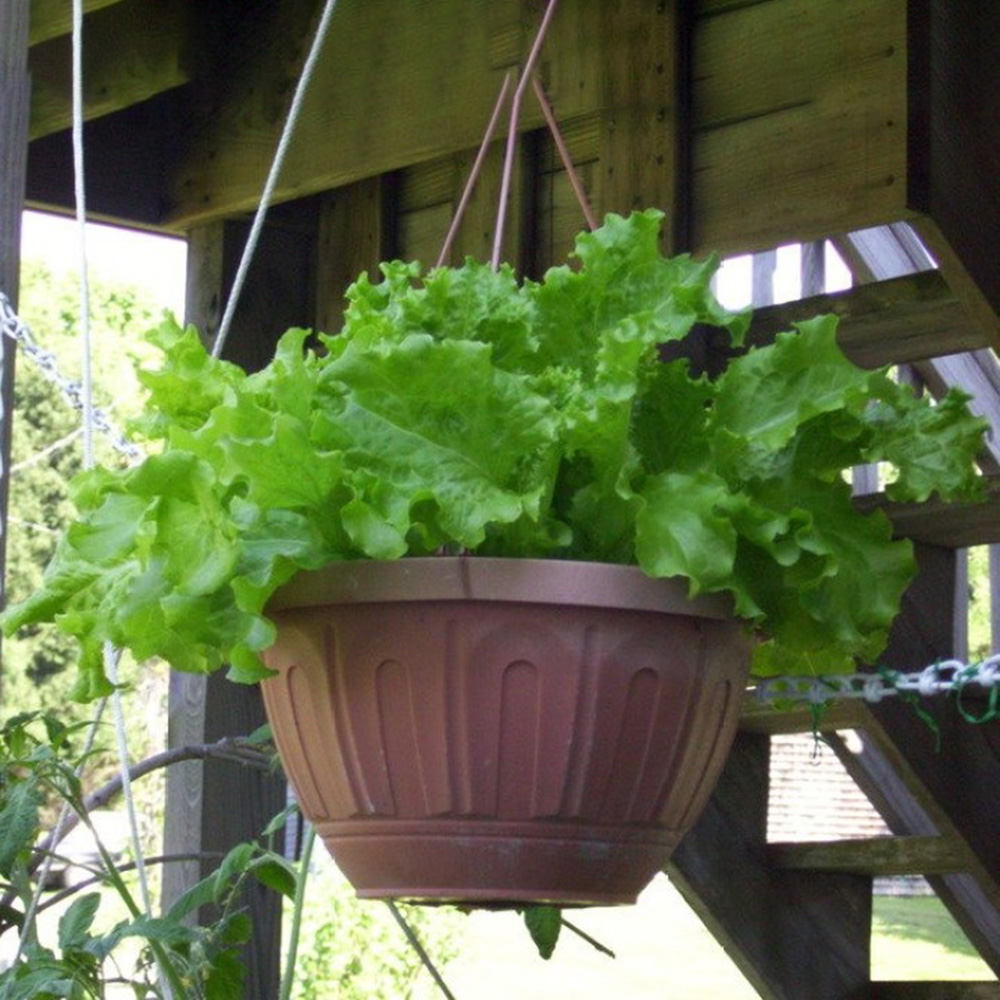 Picture of Lettuce Grand Rapid Seed/Lettuce Grand Rapids easy to grow great salad choice Green wave seed