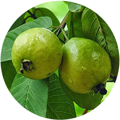 Picture of Thai-7 Guava Seed
