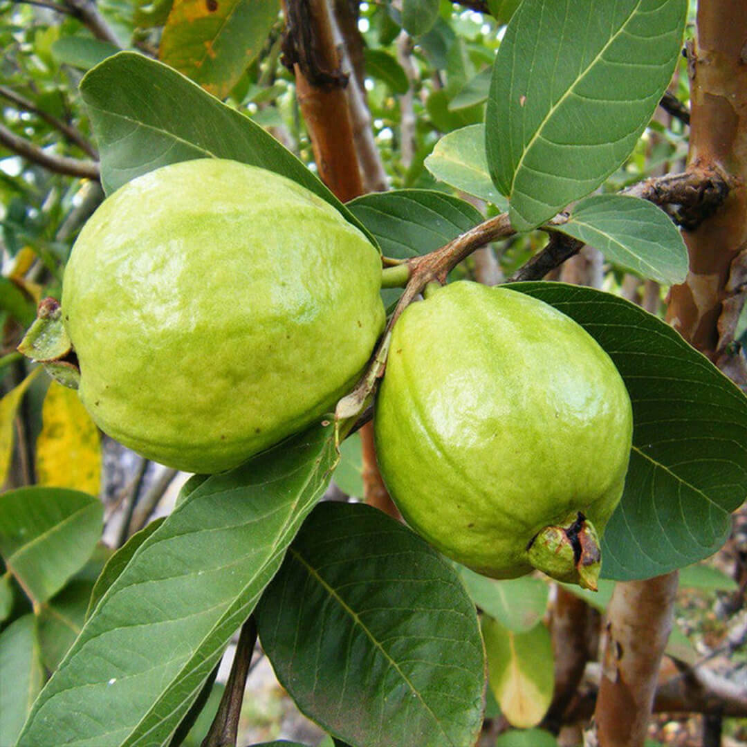 Picture of Thai-7 Guava Seed