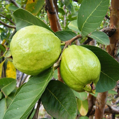 Picture of Thai-7 Guava Seed