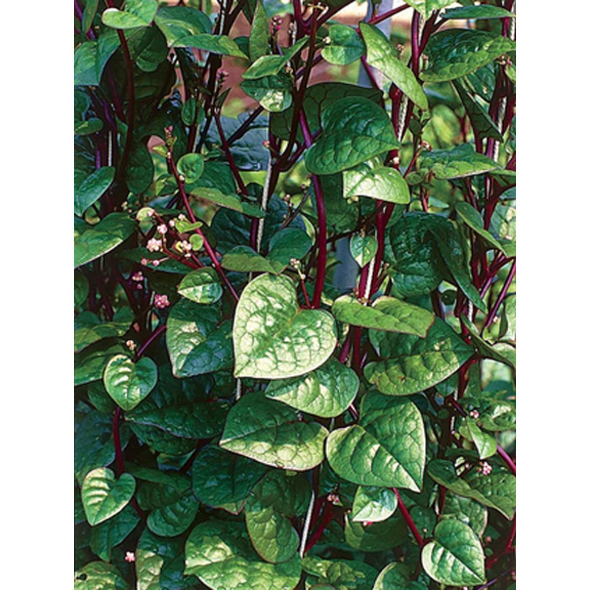 Picture of Red Puishak Mota Data Seeds - 10 Gram