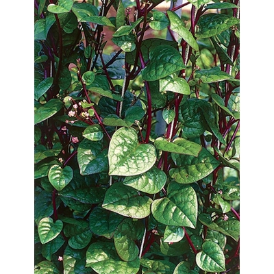 Picture of Red Puishak Mota Data Seeds - 10 Gram