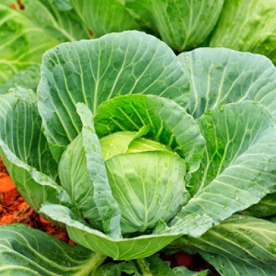 Picture of F1 Hybrid Cabbage seeds 30 pcs