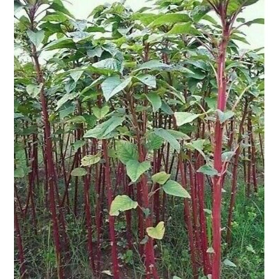 Picture of Data Shak Seeds - 10 gm