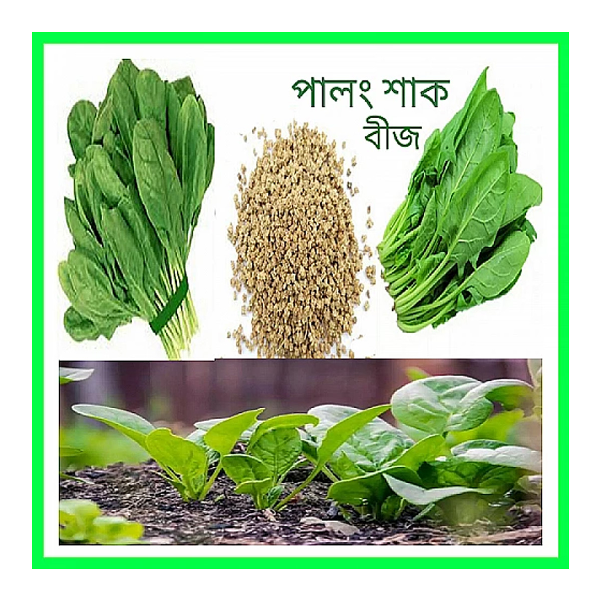 Picture of Hybrid Palong Shak - 30 gm