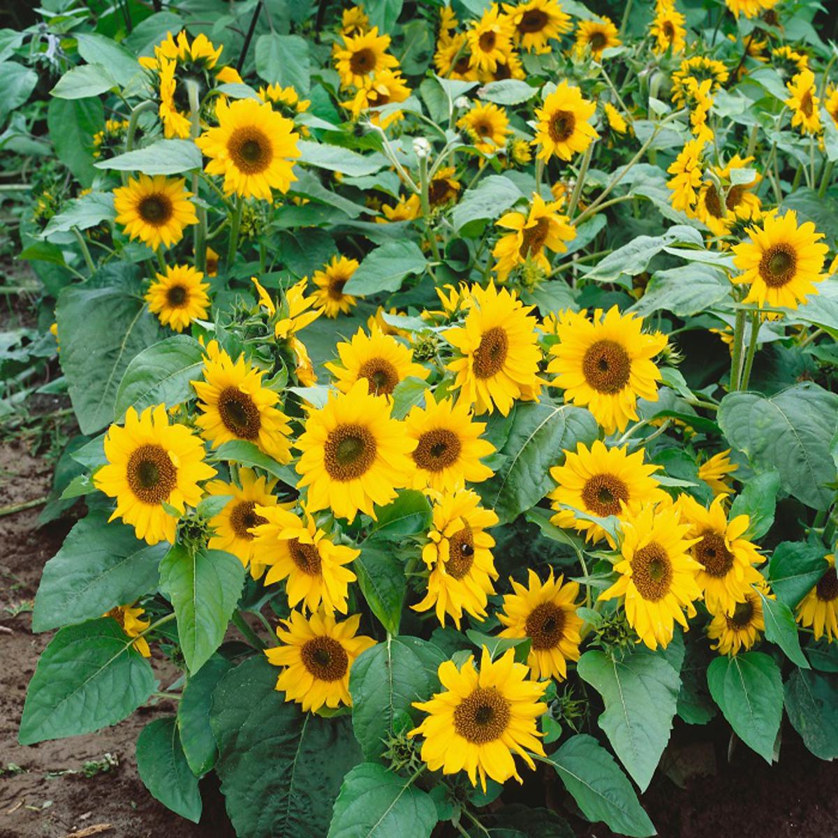 Picture of Sunflower - 10 pcs Hybrid Seed