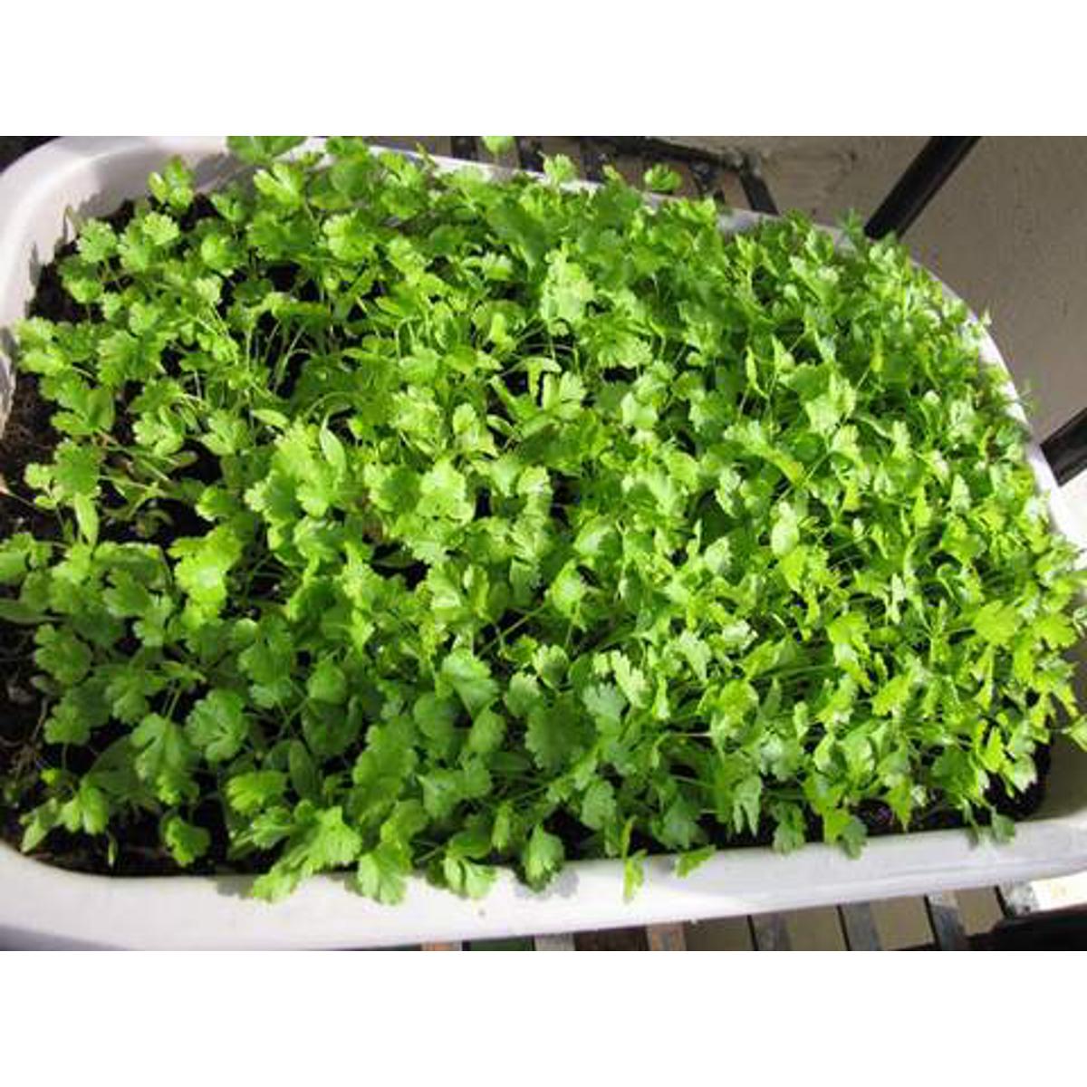 Picture of Dhoniya Pata Seed -30 gm