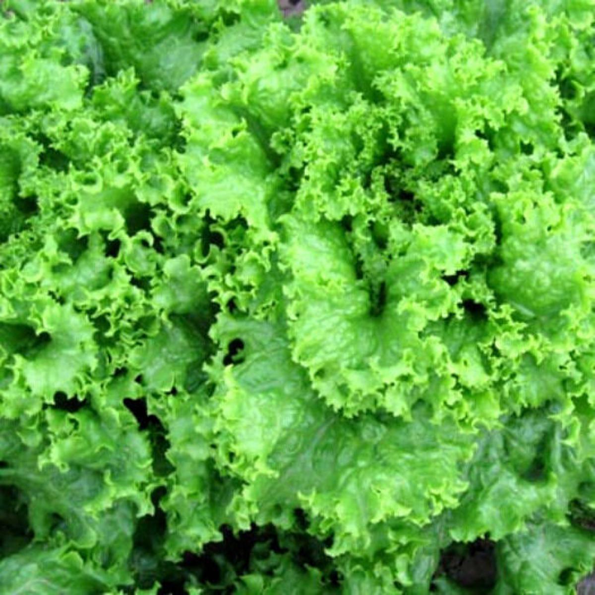 Picture of Lettuce Grand Rapid Seeds 50 pcs