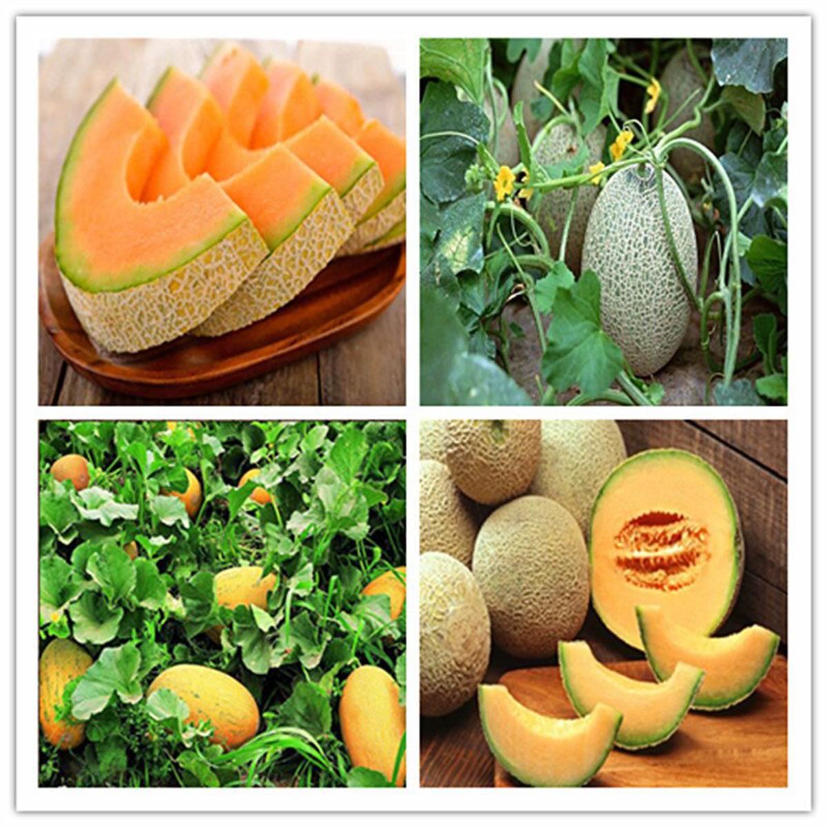 Picture of 30 pcs Pack Rock Melon Seeds / Rock Melon / Cantaloupe Melon