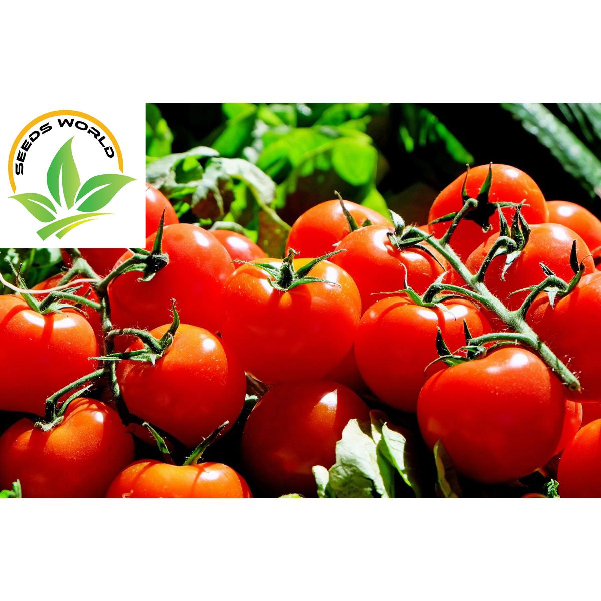 Picture of Hybrid Summer Tomato (60 seeds)