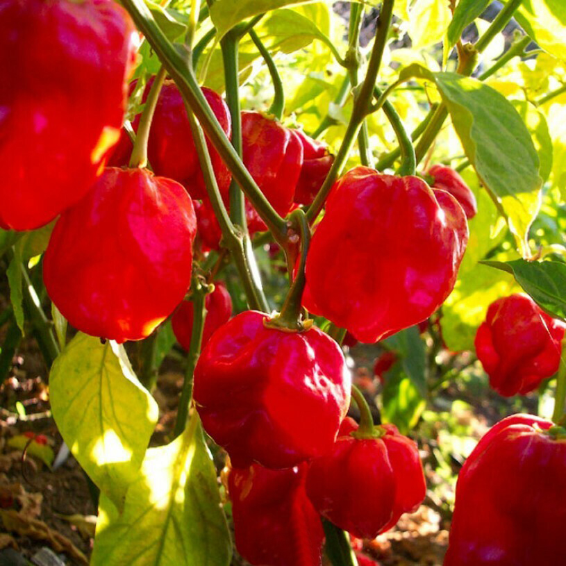 Picture of Naga Bombay Chili Seeds / Green -INTAKE PACKET - 6 GRAM