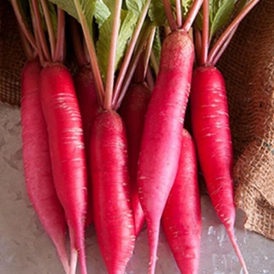 Picture of Red Radish Seeds Mini pack ( 2 Intact Pack)