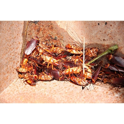Picture of Spray Of Cockroach Attacks 50Ml