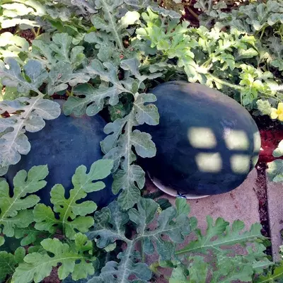 Picture of Black Watermelon Seeds 5 Pcs All season