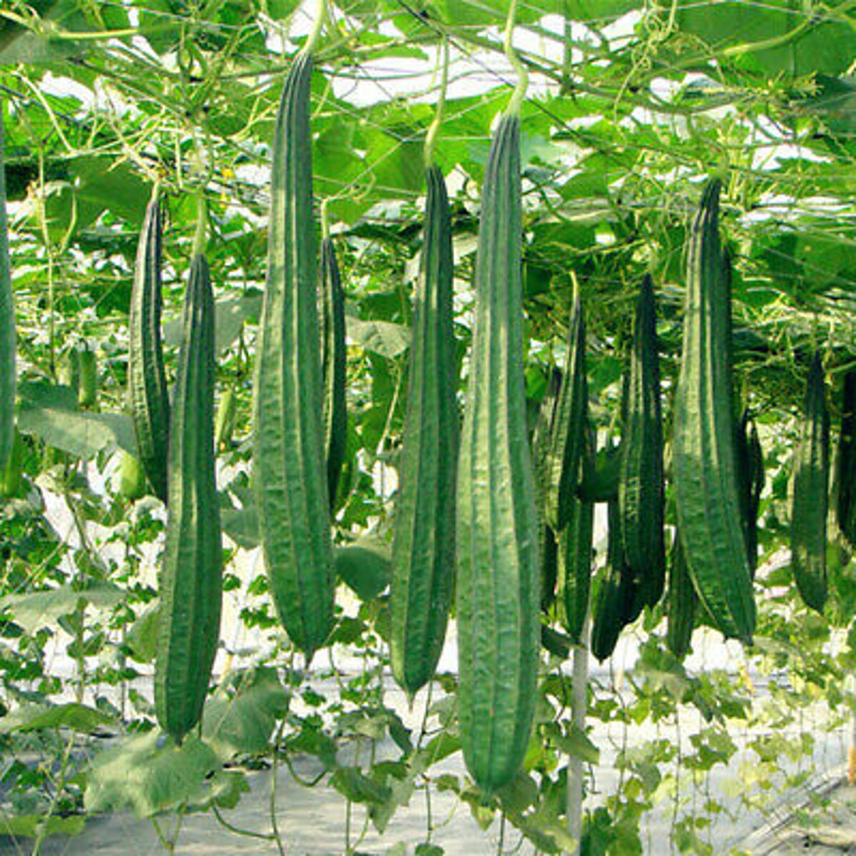 Picture of Hybrid Sponge Gourd JHINGA Seeds -20 pcs