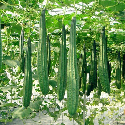 Picture of Hybrid Sponge Gourd JHINGA Seeds -20 pcs
