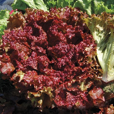 Picture of Red Lettuce Seeds-50Pcs