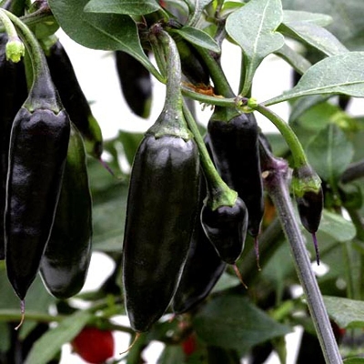 Picture of Black Chili Seed - 30 pcs