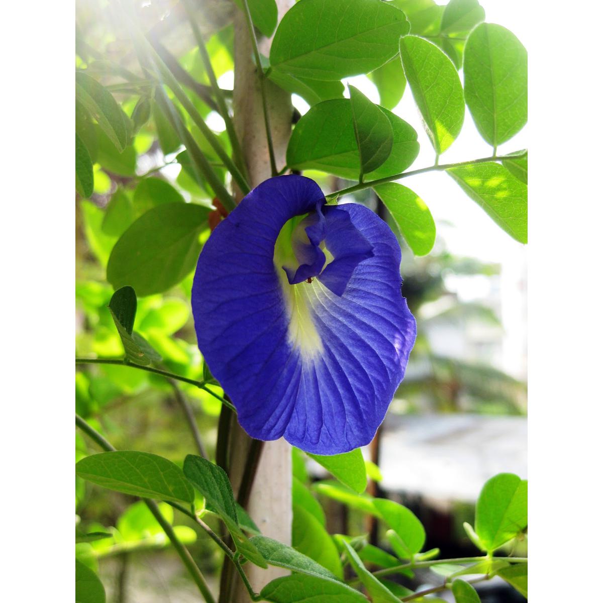 Picture of APARAJITA FLOWER SEEDS, BLUE COLOUR FLOWER - 5 SEEDS
