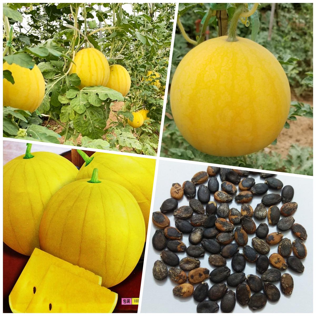 Picture of F1 HYBRID WATERMELON, YELLOW SKIN YELLOW FLESH, THAI VAREITY - 10 SEEDS