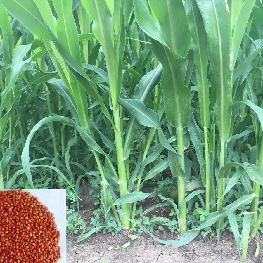 Picture of Sweet Sudan's Hybrid Grass Seeds (500g): Cultivate Lush Greenery with Ease - Your Unique Choice for Creating a Vibrant and Healthy Garden