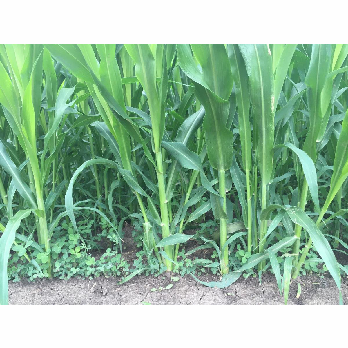 Picture of Sweet Sudan's Hybrid Grass Seeds (500g): Cultivate Lush Greenery with Ease - Your Unique Choice for Creating a Vibrant and Healthy Garden