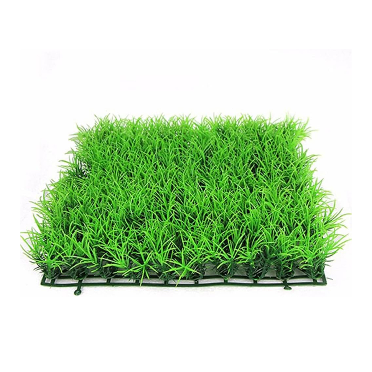 Picture of Aquarium Grass seeds - 200+ Seeds