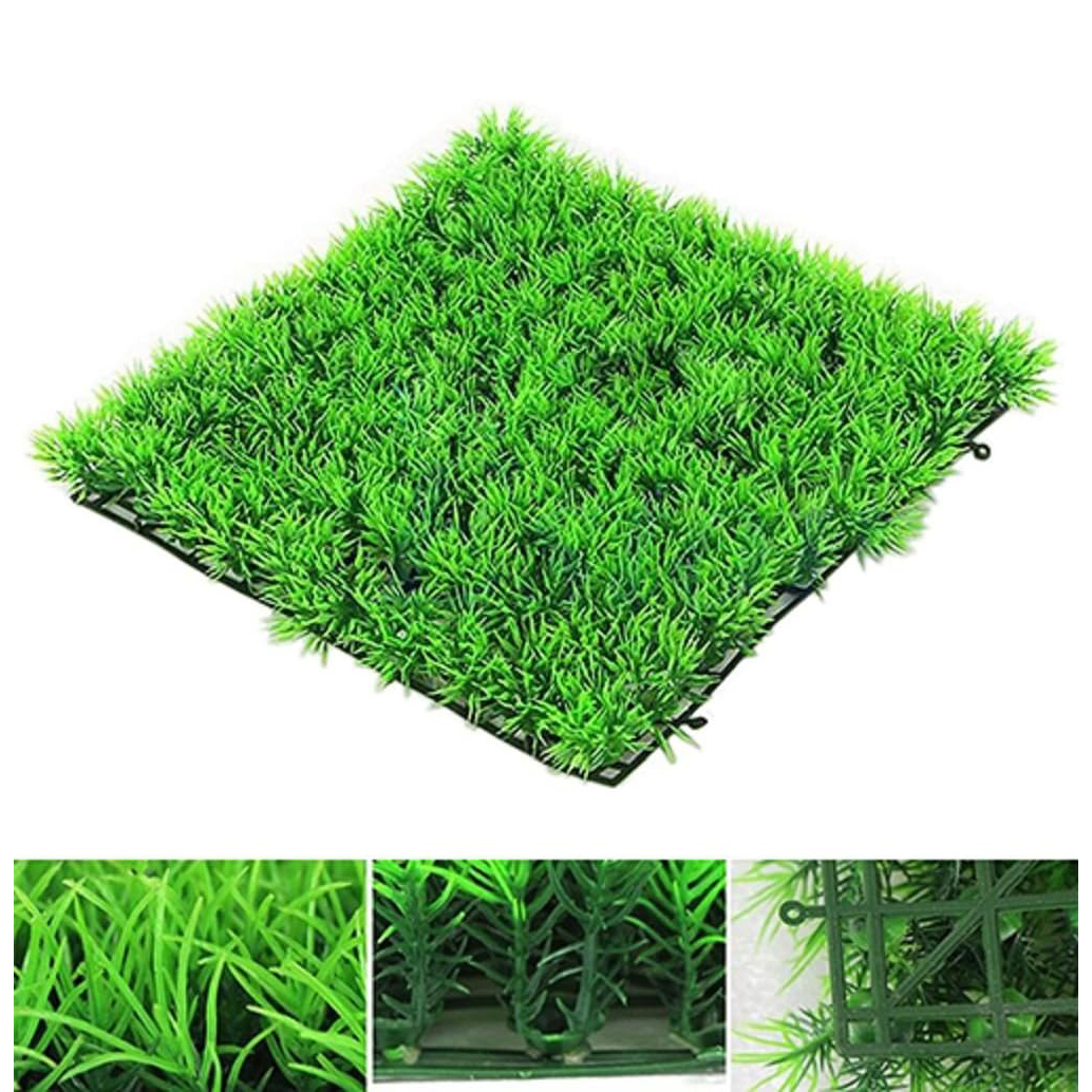 Picture of Aquarium Grass seeds - 200+ Seeds