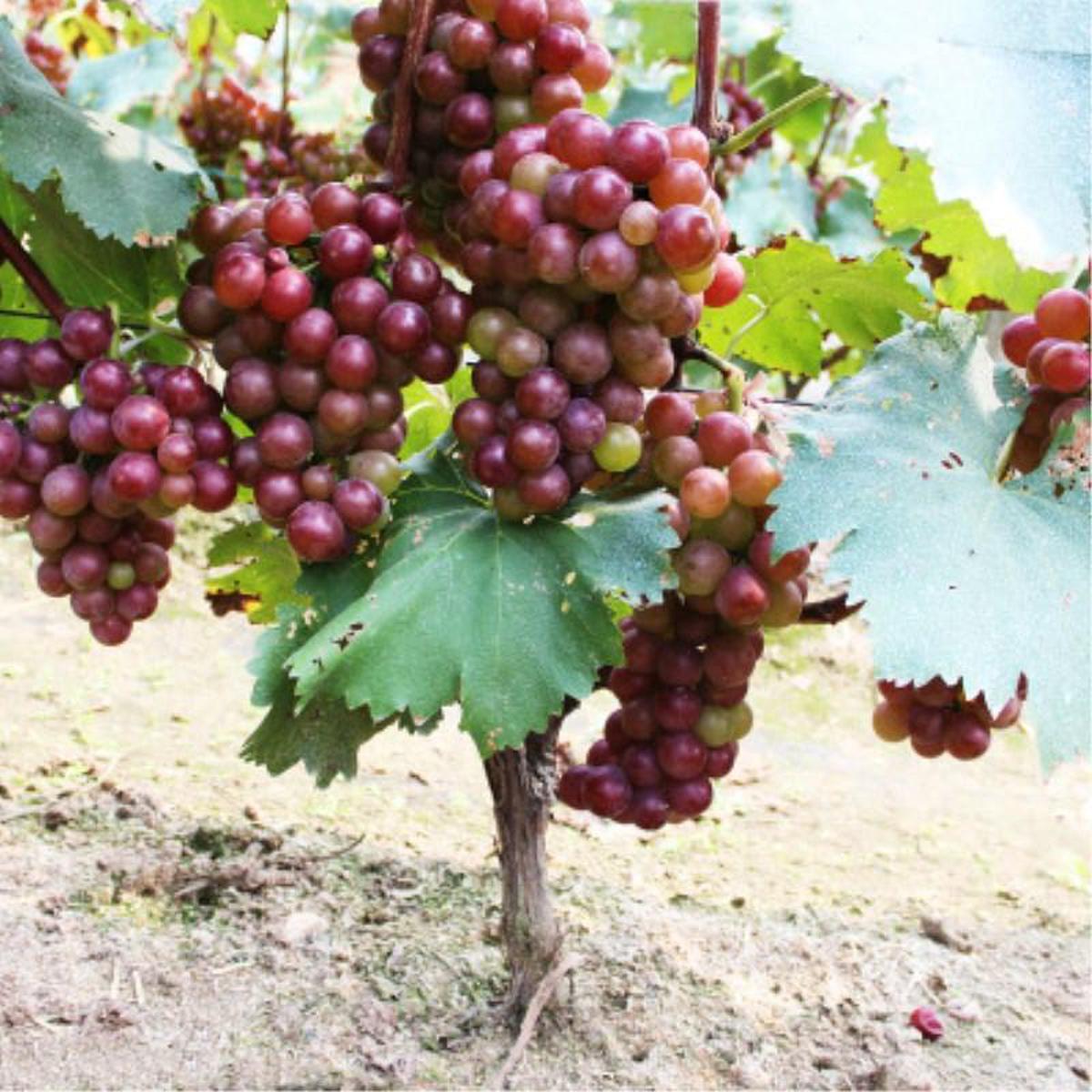 Picture of Kashmiri grape seeds for home tubs and Garden - 15 pieces