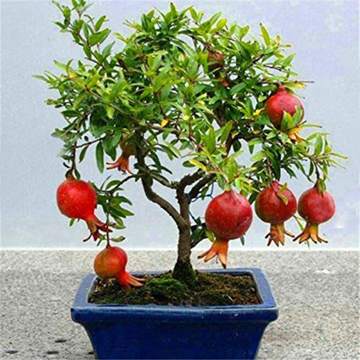 Picture of All Season Red Sweet Vedana Fruit Bonsai Seeds - 10 Pcs Seeds