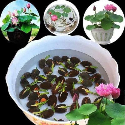 Picture of Global Water Lily Mixed seeds-INTACT PACKET (Lotus seeds)