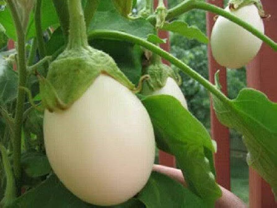 Picture of White Big Eggplant SEEDS INTACT PACKET