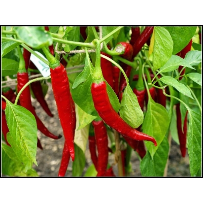 Picture of All Season Chili Seeds (20 seeds)- Green