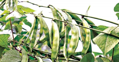 Picture of Kerala Seem seeds intact packet