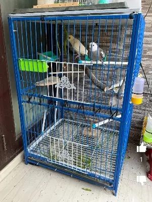 Picture of 1-8 Floor Nut System Folding Cage Made by 13no. Wire With plastic coded on China Model Pigeon Cage Each Floor Size Select Before order Premium Folding Pigeon Cage – 24×18×14 Inches | Plastic Coated Wire, Easy Transport & Durable Quality Cash On Delivery A