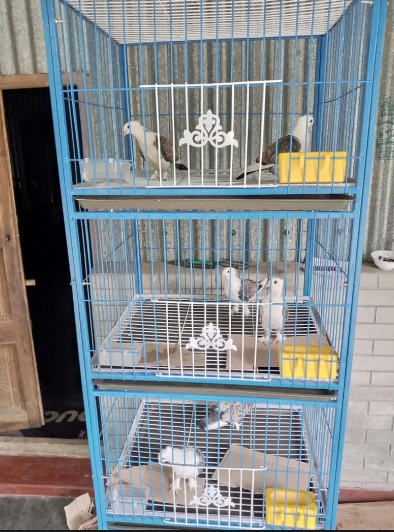 Picture of Nut System Folding Pigeon Cage – Durable 13no. Wire with Plastic Coating, China Model, Spacious 24"×18"×14" Size | Easy Assembly & Storage | Bird & Pet Supplies (2025)