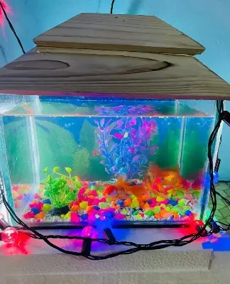 Picture of Glass Made Deshi Aquarium For Fish With All Accessories You Don't Have To Buy Anything (Small Size 9x6x6 Inches)