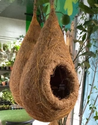 Picture of Hand  made organic bird nest- babui pakhir Basa