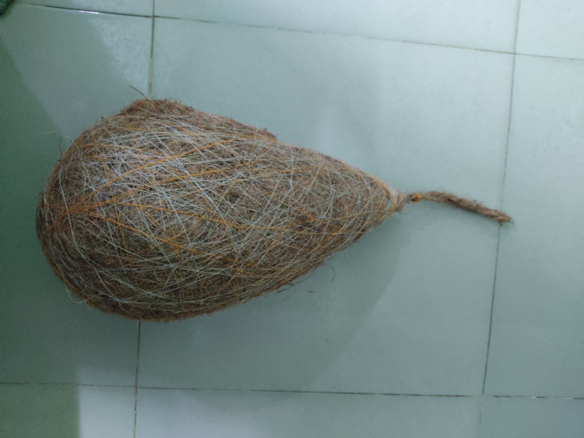 Picture of Hand  made organic bird nest- babui pakhir Basa