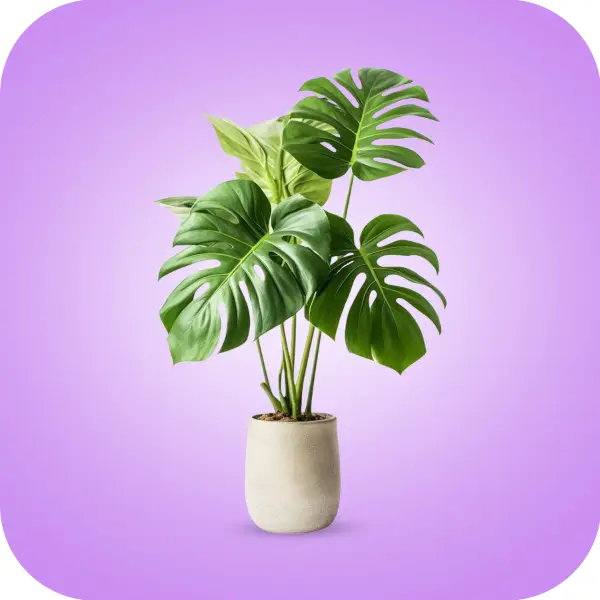 Picture for category Gardening