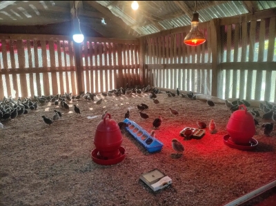 Picture of Pigeon Hanging Food Box Small Bird Cup Household Quail Feeder Bird Accessories Bird Food Trough Chicken Drinker Cups Pigeon Feeding Supplies Pigeon Supplies Plastic Multifunction