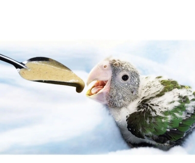 Picture of 1pcs Feeding Spoon Bird Parrot Feeding Spoon Stainless Steel Water Milk Powder Feeder Spoons Bird accessories