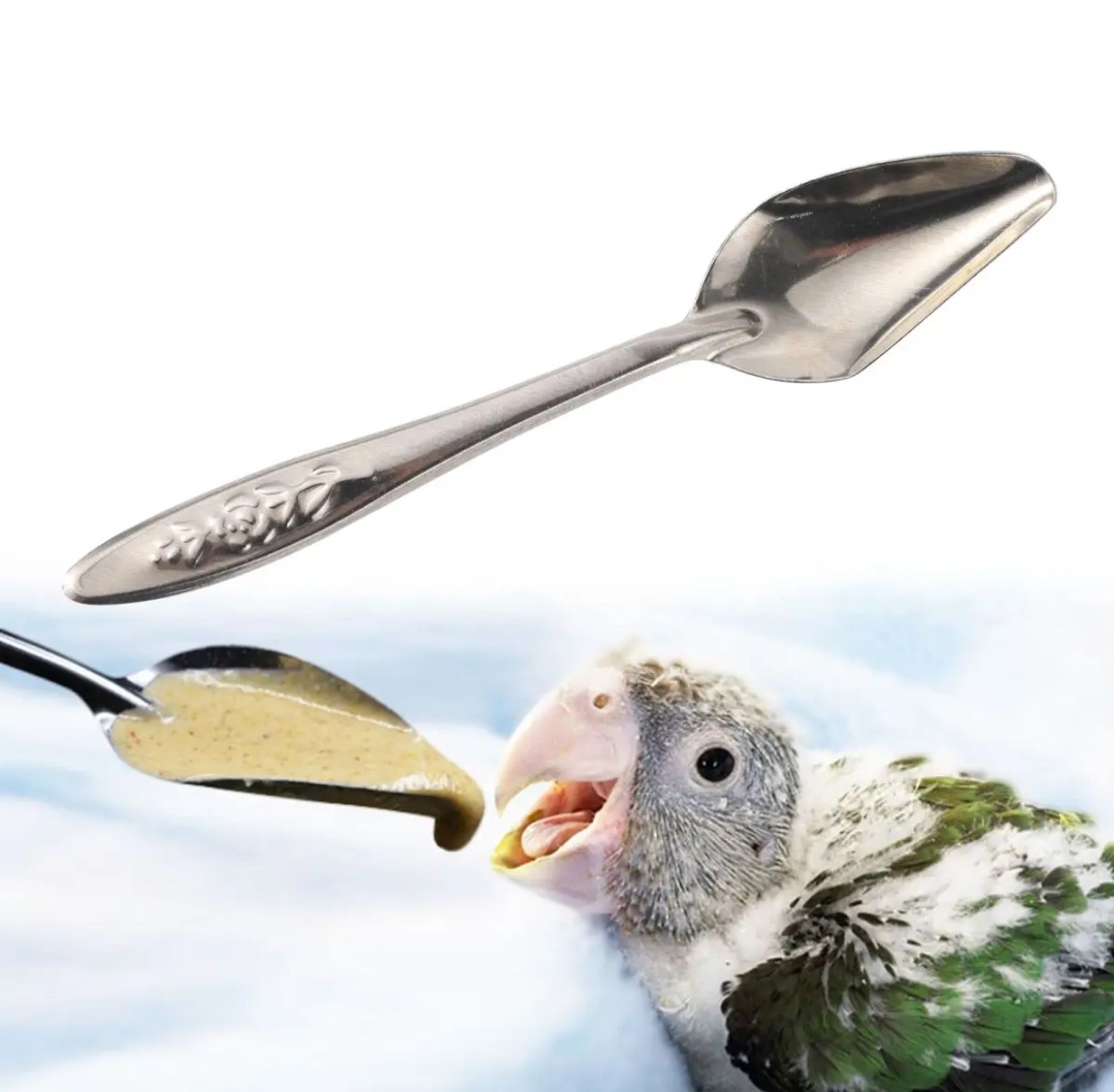 Picture of 1pcs Feeding Spoon Bird Parrot Feeding Spoon Stainless Steel Water Milk Powder Feeder Spoons Bird accessories