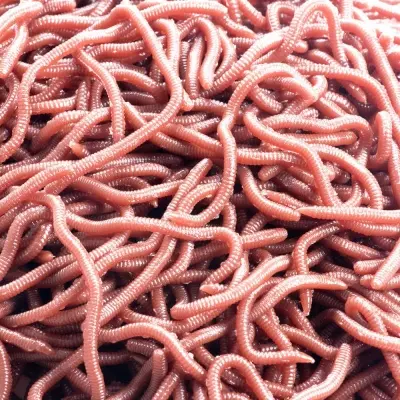 Picture of 50 piece Lifelike Fishy Smell Red Soft Lures Simulation Earthworm Red Worms Artificial Fishing Lures 50 pc per bag