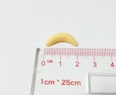 Picture of Grape Bug Maggot Worm Native 50pcs Set Creamy Color Glow in the Dark Clear Black Bass Trout Chin Yamame Area Management Fishing Rivers Stream Black Bass Fishing Bass Fishing Lake Dam Bluegill Carp