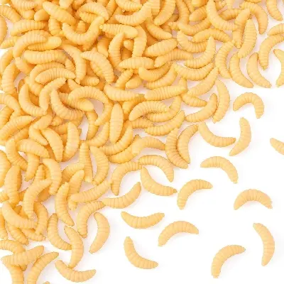 Picture of Grape Bug Maggot Worm Native 50pcs Set Creamy Color Glow in the Dark Clear Black Bass Trout Chin Yamame Area Management Fishing Rivers Stream Black Bass Fishing Bass Fishing Lake Dam Bluegill Carp