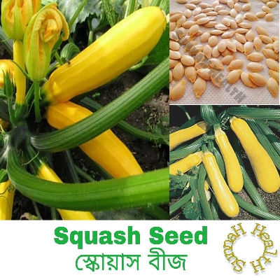 Picture of Squash Seed - 5 Pcs Green/Yellow Hybrid