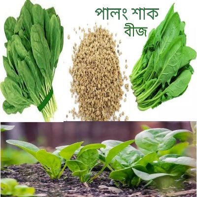 Picture of পালং শাক (Palong Sak) এর বিজ হাইব্রিড বারমসি জাতের ২০ গ্রাম বা ৩০০০+ বীজ